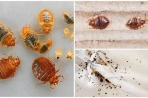 شركة مكافحة البق بالعين