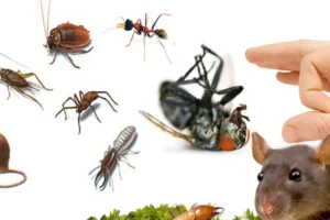 شركة مكافحة القوارض