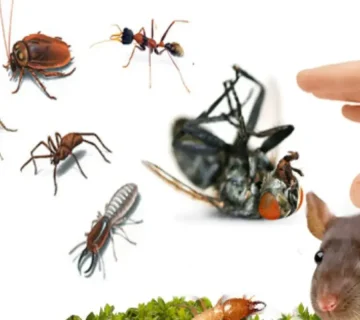 شركة مكافحة القوارض