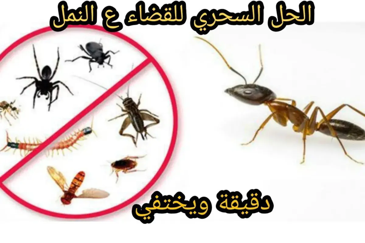 مكافحة النمل والصراصير بالعين